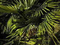 Недвижимость Дуплекс Вепринац, Опатия: 81