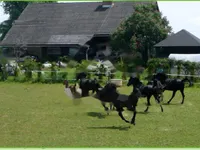 Недвижимость Дом, Верхняя Липница: 29