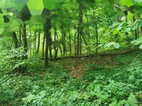 Недвижимость Дом Друго Чагона: 17