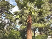 Недвижимость Duplex Cannes Croix des Gardes: 12