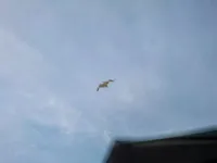 Недвижимость Apartment Cannes: 24