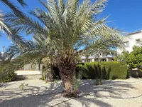 Недвижимость 3 Bedroom Apartment For sale in Kissonerga, Paphos: 17