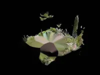 Недвижимость Maison Cannes: 24