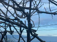 Недвижимость Дом, Порторож: 2