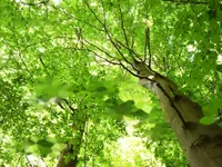 Недвижимость Усадьба Кметияново, Уйковицы, Шентюрт.: 29