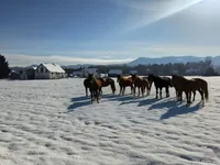 Недвижимость Двор, ферма Любечна.: 1