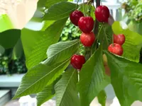 Недвижимость Finborough Road, Chelsea: 6