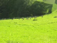 Недвижимость Усадьба 'Кметияново Ремшник': 6