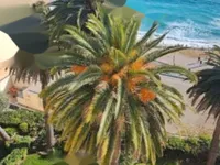 Недвижимость Apartment Cannes: 5