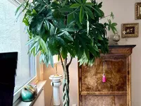 Недвижимость Apartment 2 bedrooms for sale in Luxembourg-Belair: 2