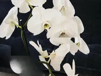 Недвижимость Apartment Monaco, Jardin Exotique: 6