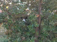 Недвижимость Трехкомнатная квартира Центр: 32