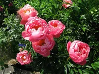 Недвижимость Villa 5 bedrooms for sale in Kehlen: 5