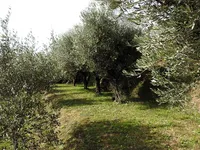 Недвижимость Дом, Лучия, Камполин: 5