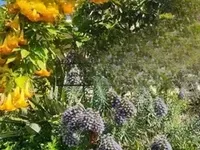 Недвижимость Villa Cannes Croix des Gardes: 19