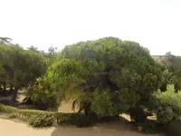 Недвижимость Villa Cannes: 15