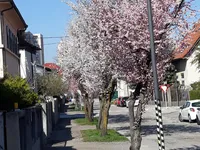 Недвижимость Дом Шишка: 1