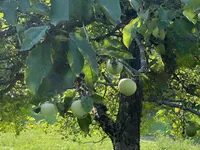 Недвижимость Участок, сельскохозяйственные земли Ново Блед.: 4