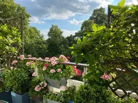 Недвижимость Fitzhugh Grove, Wandsworth: 16