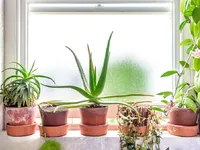 Недвижимость Jeffreys Road, Clapham: 1