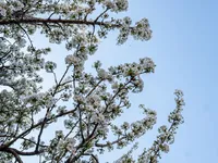 Недвижимость Cherry Garden Street: 8