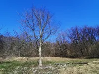 Недвижимость Дом, Подвин при Ползели: 8