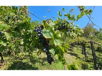 Недвижимость Глобока: 26