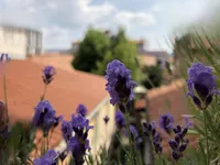 Недвижимость Четырёхкомнатная квартира в Копере центр: 1