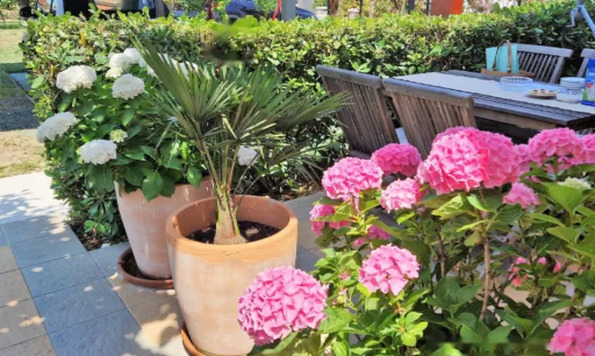 Недвижимость Дом, Сеча: 17