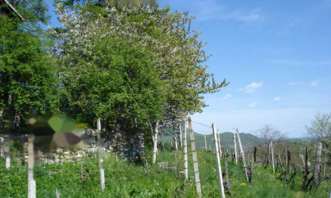 Недвижимость Дом, Бели-Поток-при-Лембергу: 50