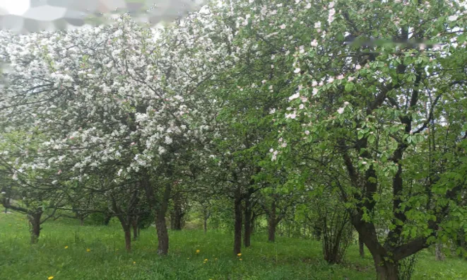 Недвижимость Дом, Бели-Поток-при-Лембергу: 53
