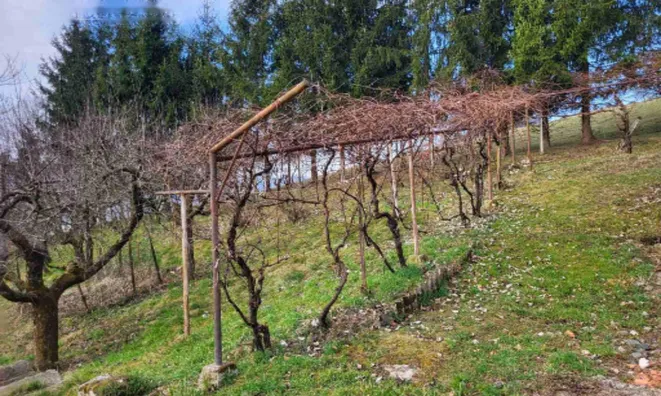 Недвижимость Дом, Рыавица: 6