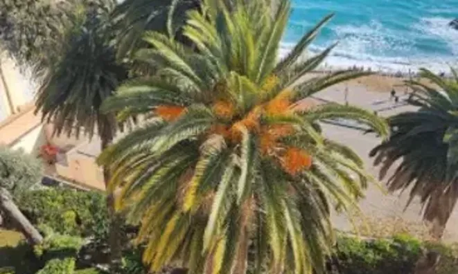 Недвижимость Villa Cannes: 5