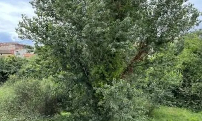 Недвижимость Villa Cannes La Bocca: 6