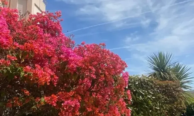Недвижимость Property Type: Villa  
Location: Cannes, Californie  

Villa Cannes Californie: 22