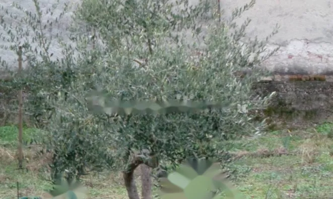 Недвижимость Двухкомнатная квартира в центре Гориции: 24