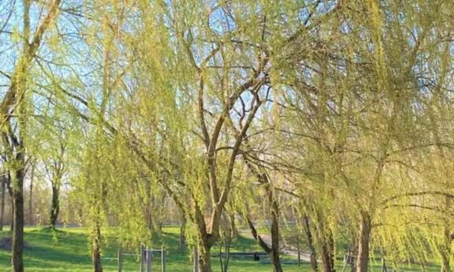 Недвижимость Участок, Подлежащий Застройке Рудник: 3