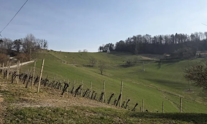 Недвижимость Усадьба, Новая Ферма, Сентиль в Словенских Горицах: 9