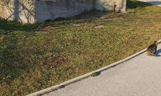 Недвижимость House, Zarechye, Il. Bistritsa: 3