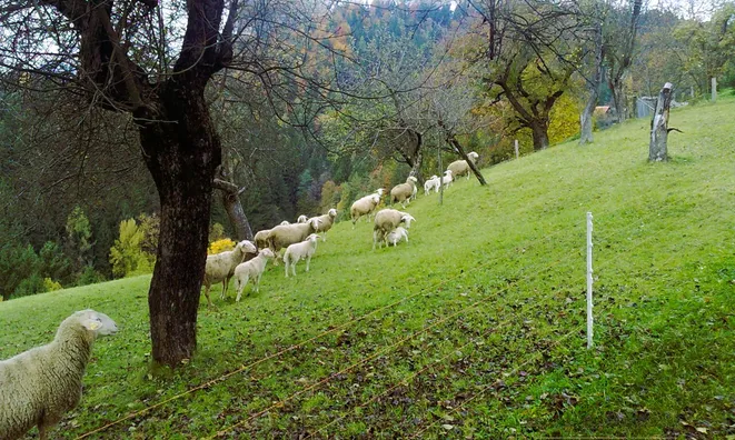 Недвижимость Estate, Ravne Farm, Pristava.: 11