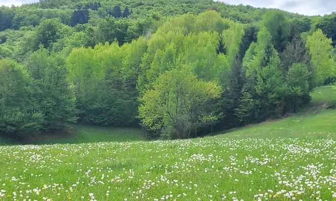 Недвижимость Estate, farm New Place, village end, near Goryantsy.: 8