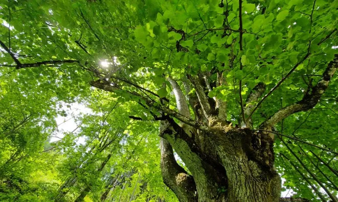 Недвижимость Podkray Estate near Mezhitsa, Mezhitsa: 16