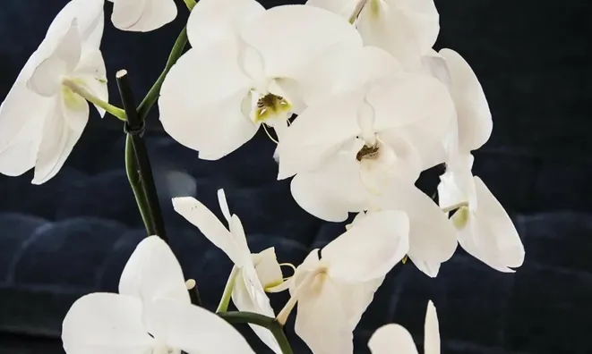 Недвижимость Apartment Monaco, Jardin Exotique: 6