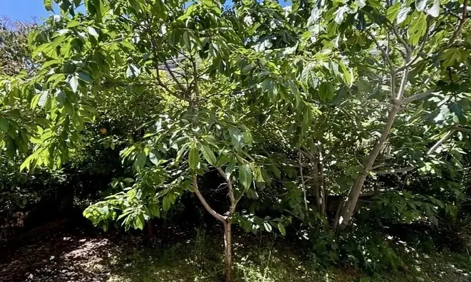 Недвижимость Villa Petit Juas: 15