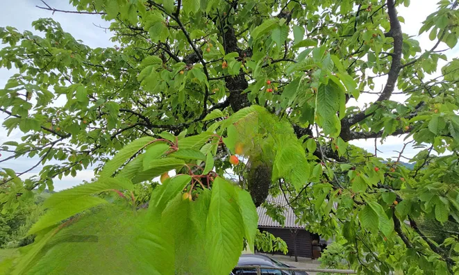 Недвижимость Дом, Лесично: 13