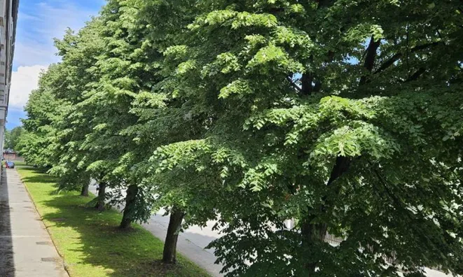 Недвижимость Квартира 3 комнаты, Новая Шишка: 15