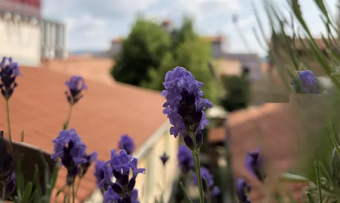 Недвижимость Five-room apartment in the center of Koper: 7