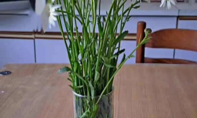 Недвижимость Усадьба, ферма Чолнище.: 14