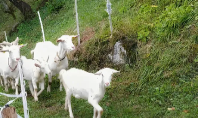 Недвижимость Усадьба, ферма Чолнище.: 22