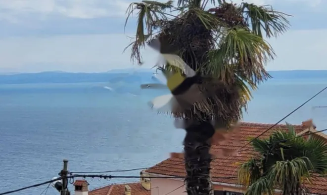 Недвижимость Семейный дом в Побри, Опатия: 6